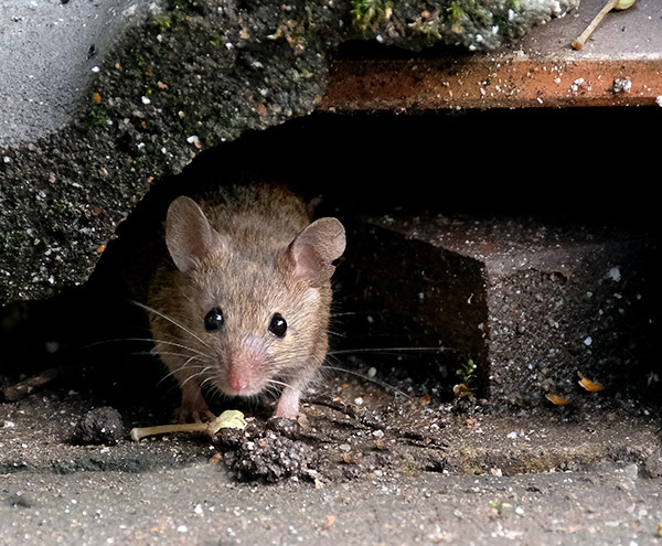 Mice In Garage 1 